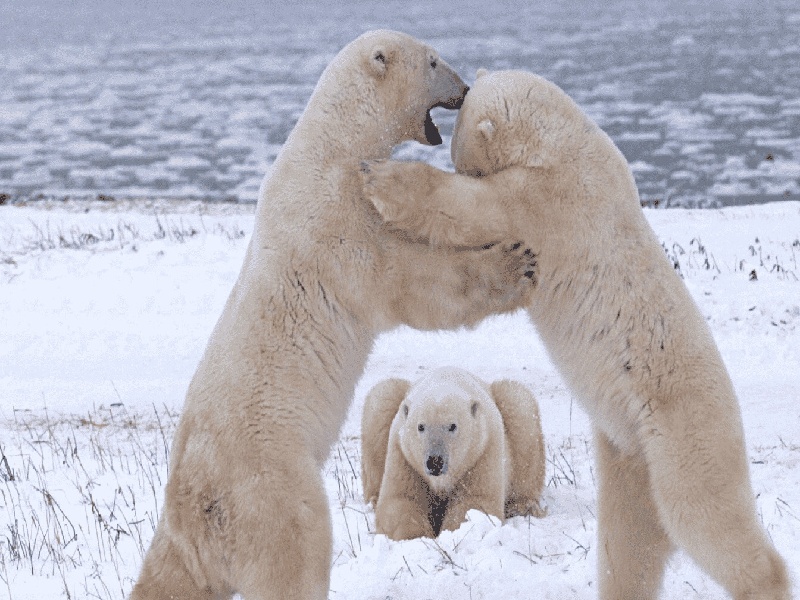 试管降调失败月经提前(想去美国做试管)